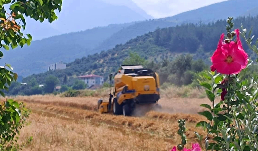 Osmaniye'de Buğday Hasadı Devam Ediyor