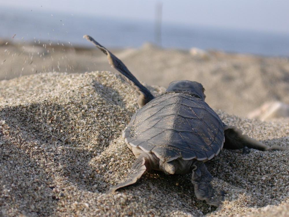 MAVİ’DEN CARETTA CARETTA’LARA DESTEK