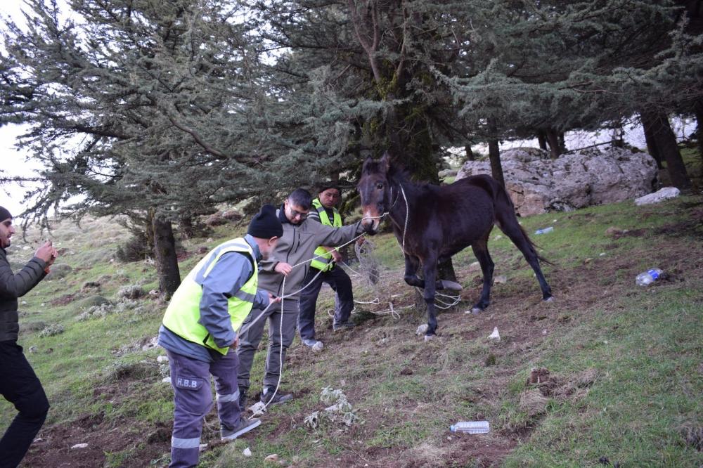 Sosyal Medyadan Gelen İhbarla Harekete Geçen HBB Ekipleri, Yaralı Katırı Tedavi Etti