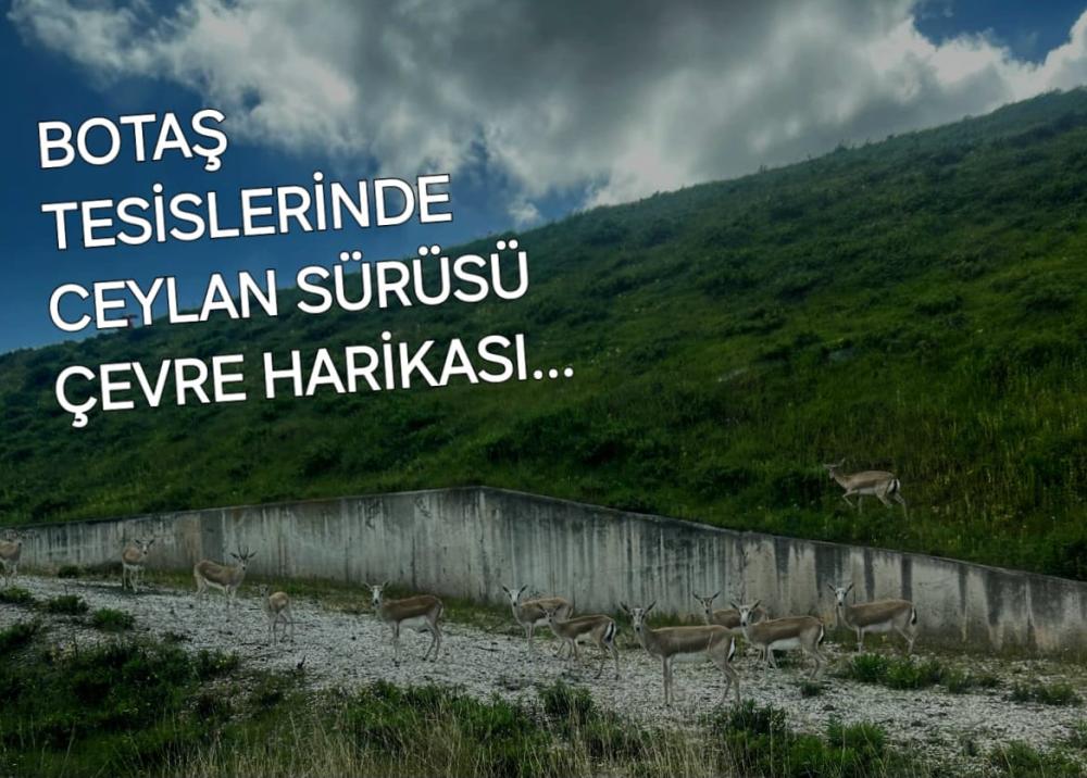 CEYHAN’DAKİ BOTAŞ TESİSLERİ, 130 CEYLAN İLE DOĞA DOSTU YAKLAŞIMINI SÜRDÜRÜYOR