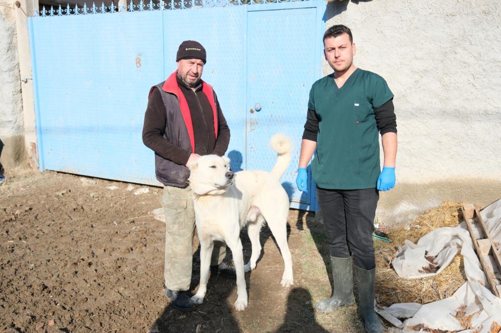 ESKİŞEHİR’DE ÇOBAN VE BEKÇİ KÖPEKLERİNE MİKROÇİP UYGULAMASI DEVAM EDİYOR