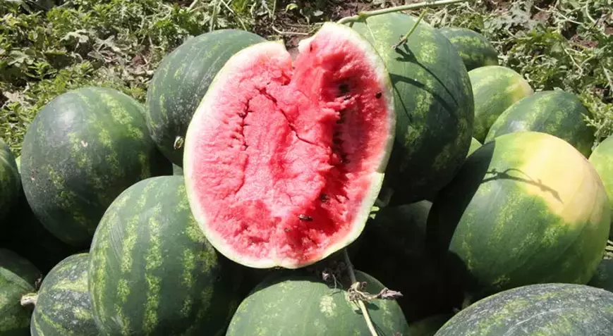 Adana'da İlk Karpuz Hasadı Yapıldı: Üreticinin Umudu Yeşerdi