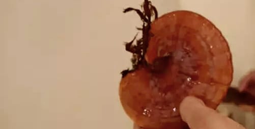 Cezaevinde “Kırmızı Reishi” Mantarını Yetiştirdiler
