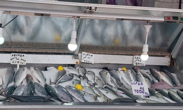 Gelibolu’da Lüfer El Yakıyor, Palamut Tahta Göz Dikti