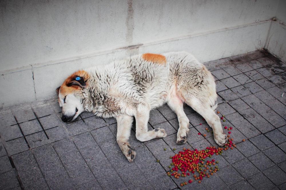AÇ KALMAK KÖPEKLERİ DAHA AGRESİF YAPAR