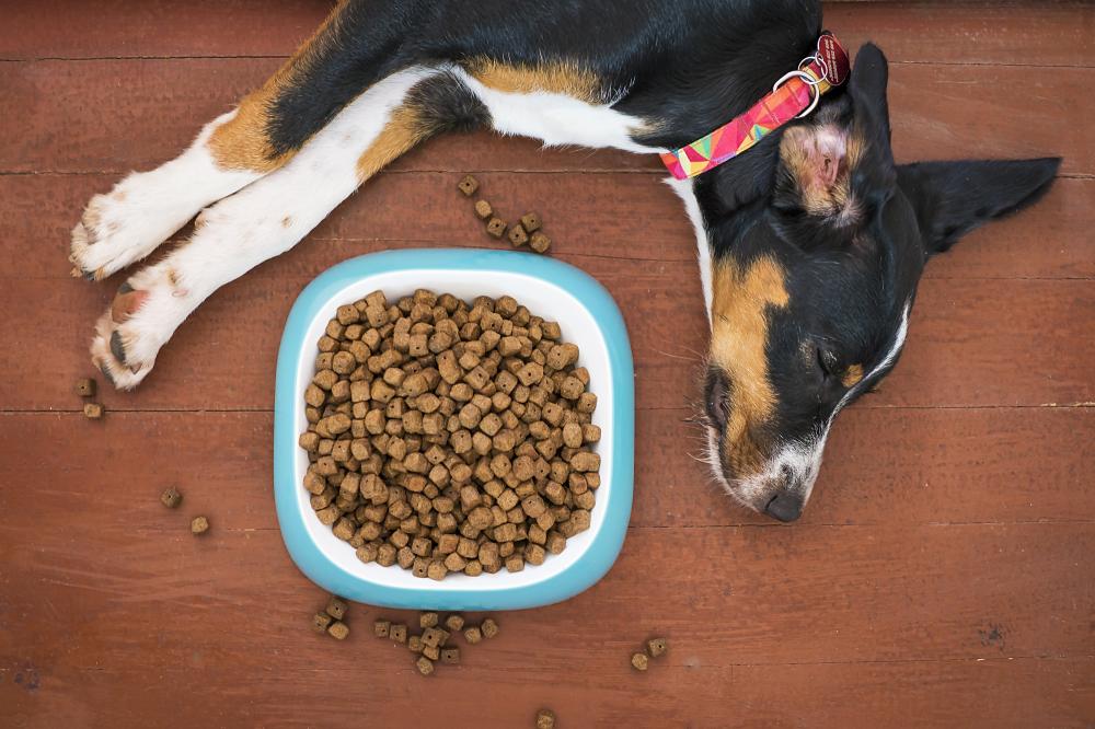 KEDİ-KÖPEK MAMASI İHRACATINDA 33 KAT ARTIŞ