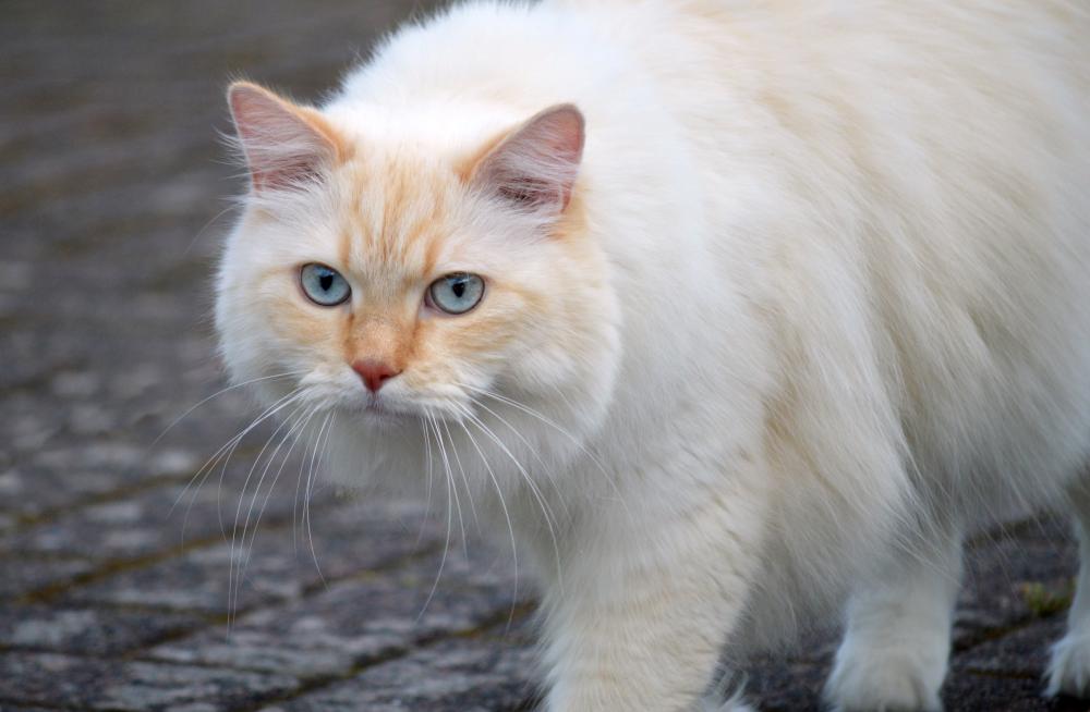 KEDİLER KANSER TEDAVSİNDE YENİ UMUT IŞIĞI
