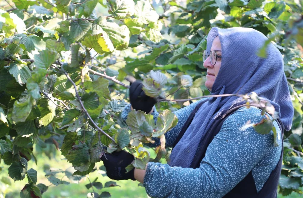 Fındık Hasat Sezonu Başladı