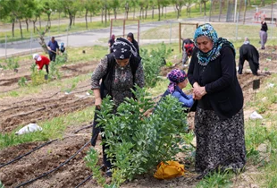 Toprakta hayat, sofrada bereket: Mahalle Bostanları’nda yaz hasadı